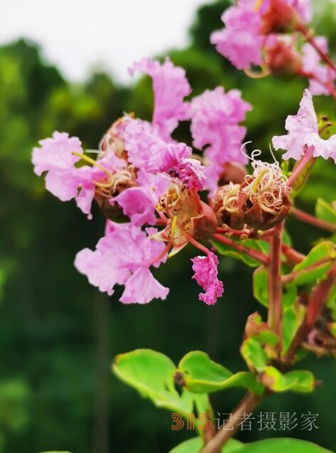 周家鴻手機(jī)拍圖——野蘑菇和雨中紫薇花