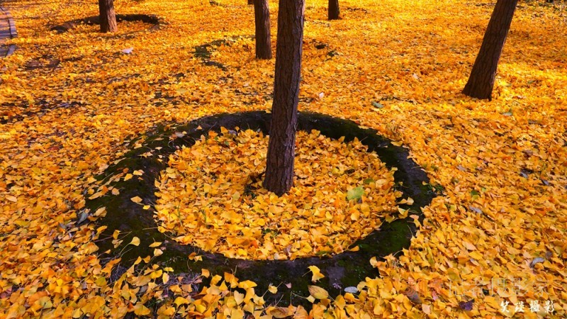 詩(shī)畫(huà)攝影：癸卯重陽(yáng)日公園感懷