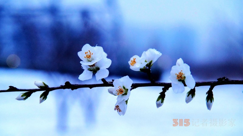 詩(shī)書攝影：李月寫雪的詩(shī)