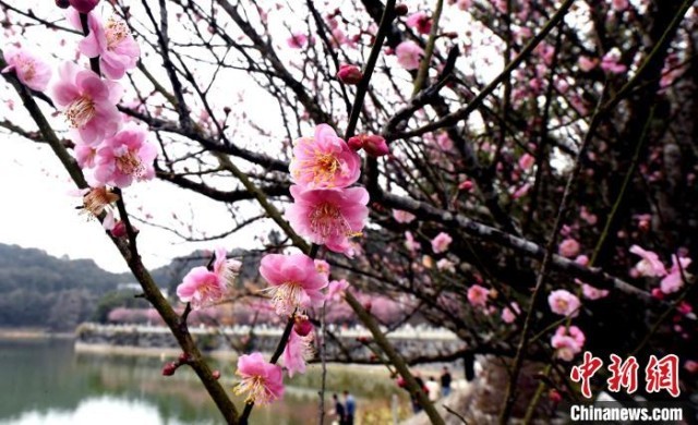 福州千年古剎林陽寺梅花綻放