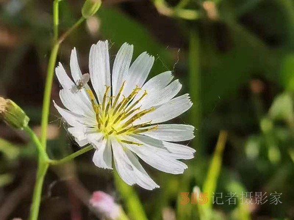 周家鴻手機拍圖——野花的情調(diào)（一組）